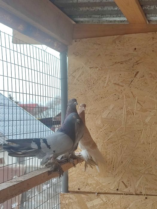 Сизый голубь продажа