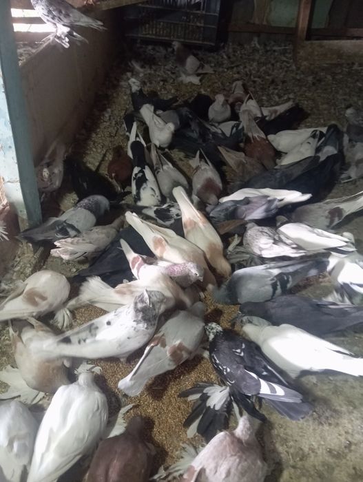 Продам голубей разных