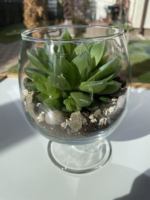 Terarii cu Plante Suculente