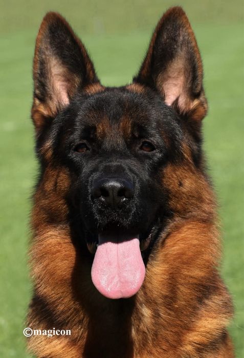 Femeluta Ciobanesc German cu Pedigree de elită