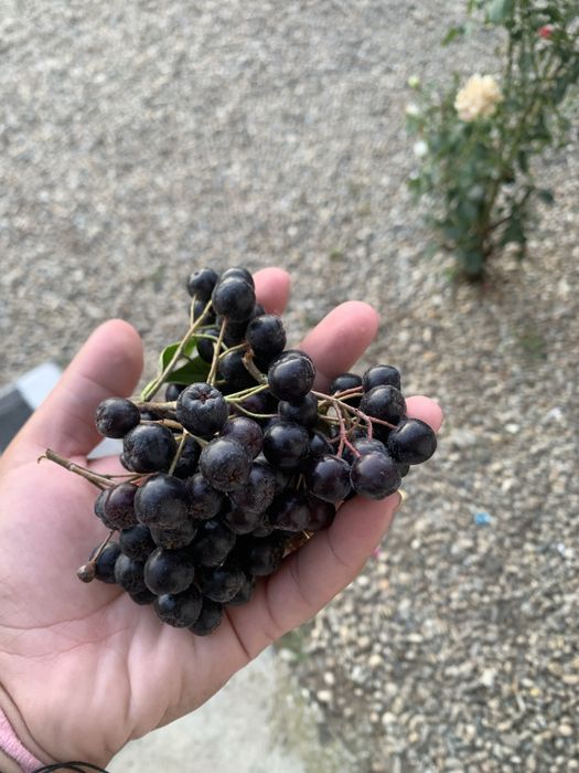 Vand aronia culesa la cerere