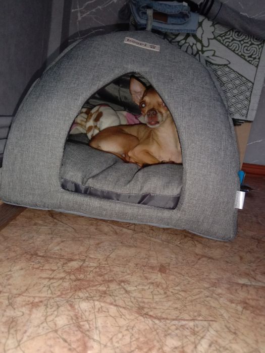 Продам той-терьеров