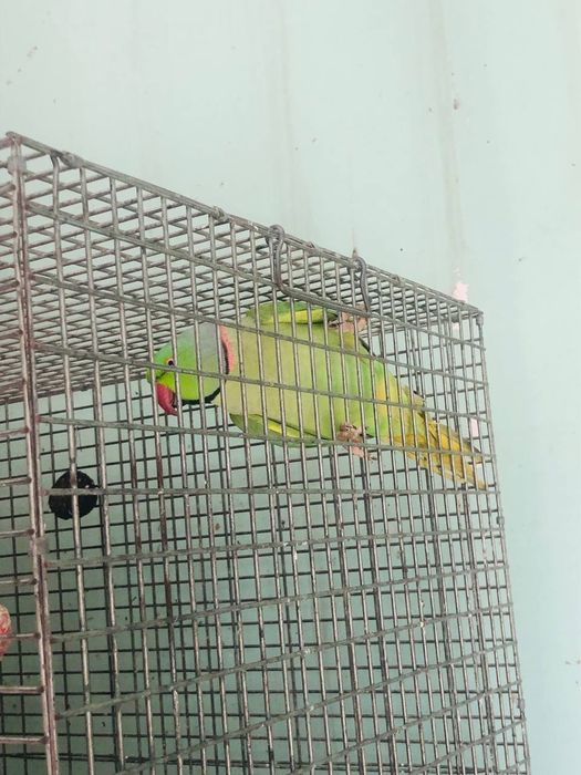 Ожерелье Попугай нар