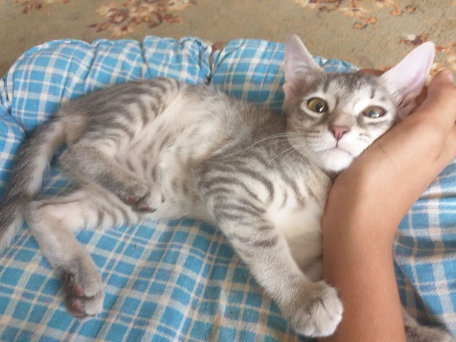 Отдам в добрые руки