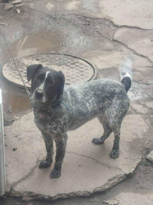 Отдам в хорошии руки