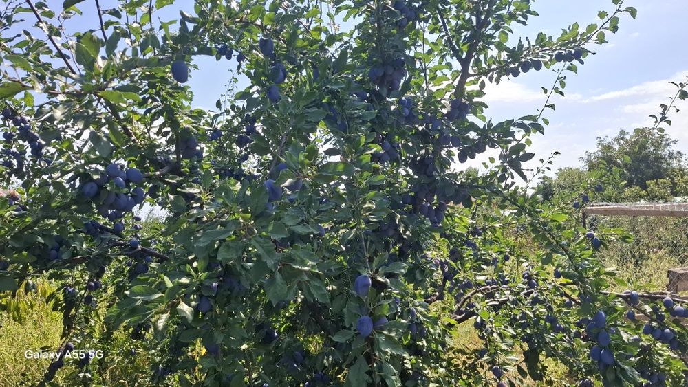 Prune proaspete de vânzare – Soiurile Stanley și Anna Spath