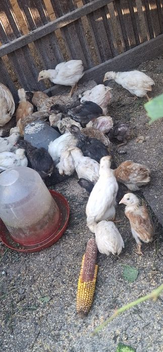 Vand pui de găină de țară