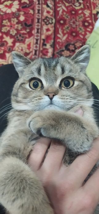 Britanskiy shinshilla sotiladi soğlom