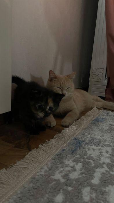 Отдам котят в хорошие руки