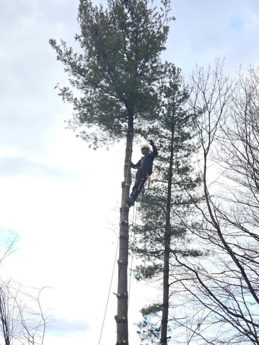Рязане и кастрене на опасни дървета | Алпийски способ | Арборист