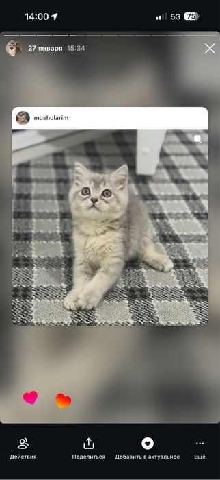 мушу сотилади 4 ойлик киз бола