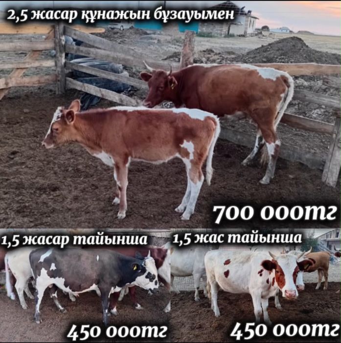 Кунажын бузауымен, тайынша сатамын!