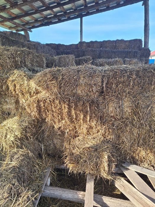 Vând baloți de lucernă și borceag.