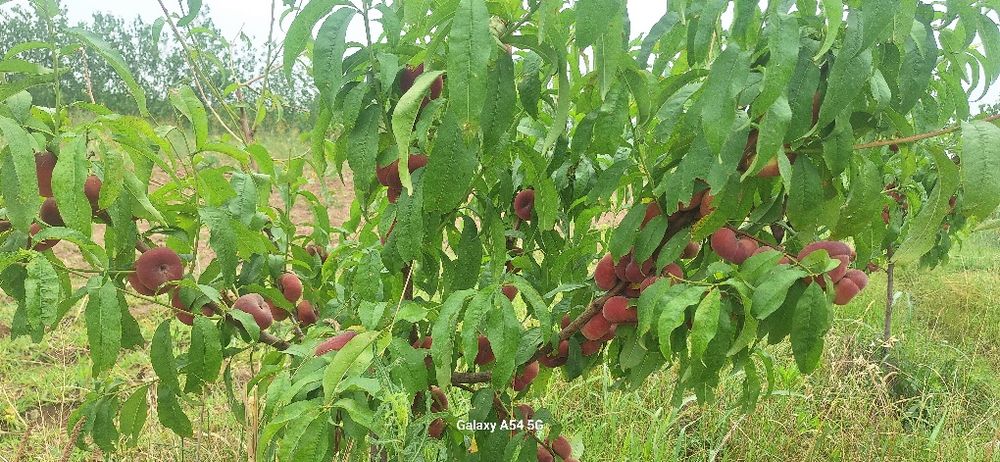 5 гектар бог сотилади