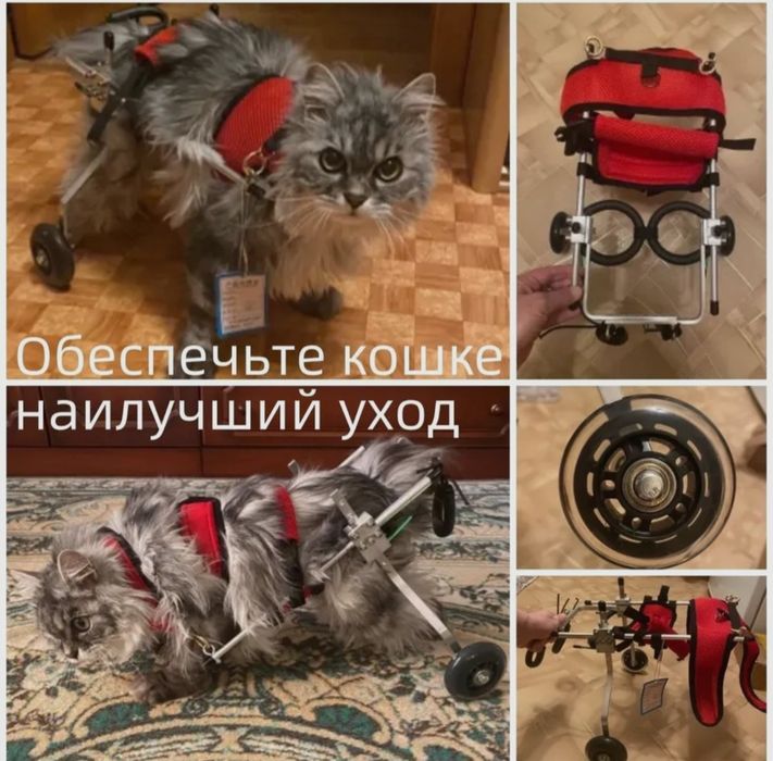 Инвалидная коляска для кошки
