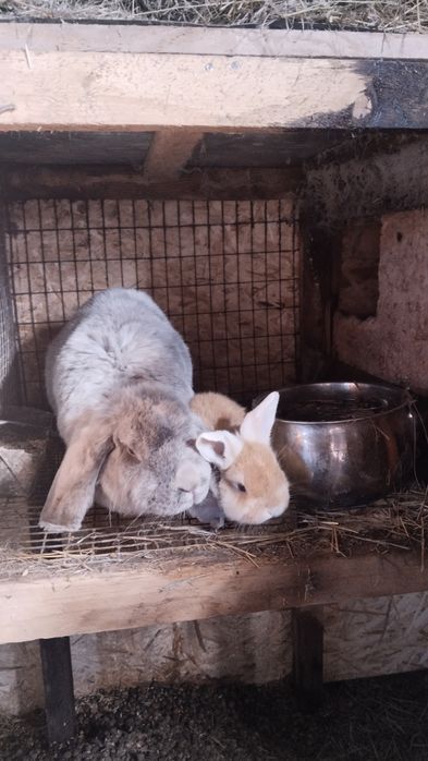 Продам кроликов французский барашек