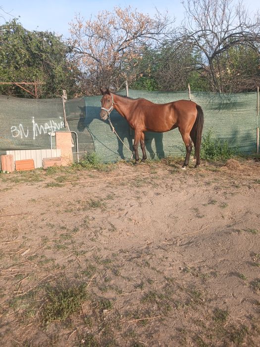 Продавам кобила село калояново обл .пловдив