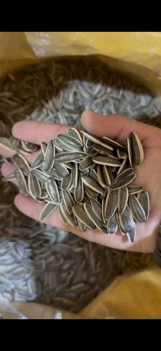 Семечка, писта бор, Хитой