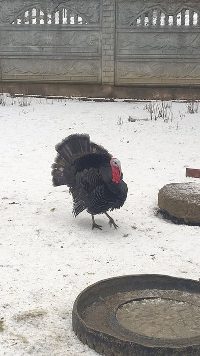 Vând curcan de anul trecut