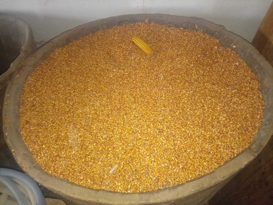 Vând Porumb producție 2024 la prețul de 1,50 RON kg