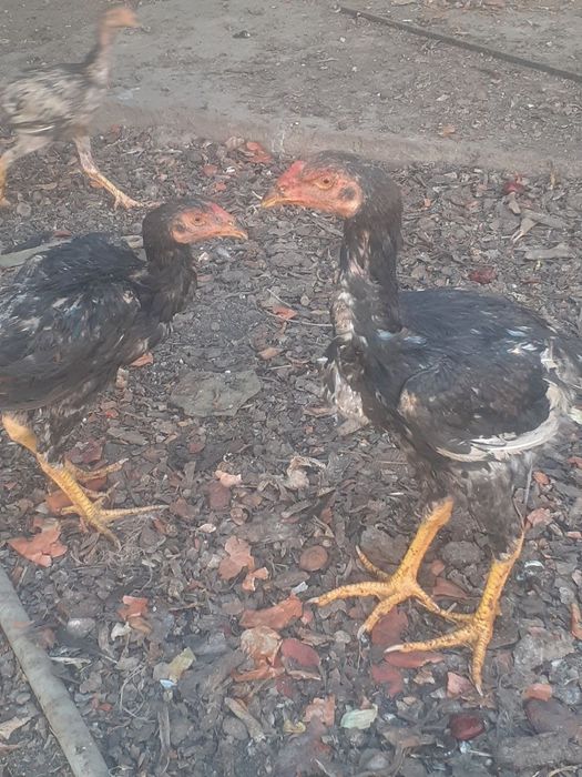 Цыплята  о шамо на Юнусобаде