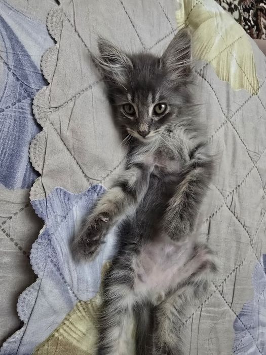 Отдам котенка в хорошие руки