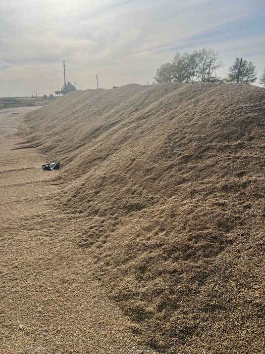 Ячмень, пшеница для корма, сухой. Бидай, Арпа жемге