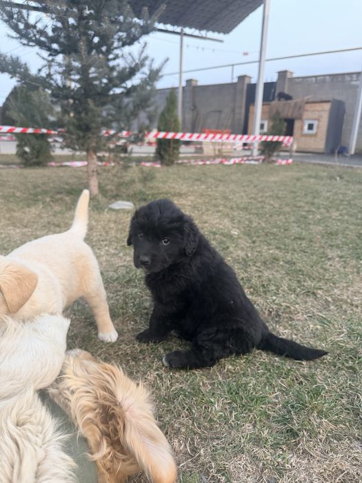 Отдам бесплатно в хорошие руки