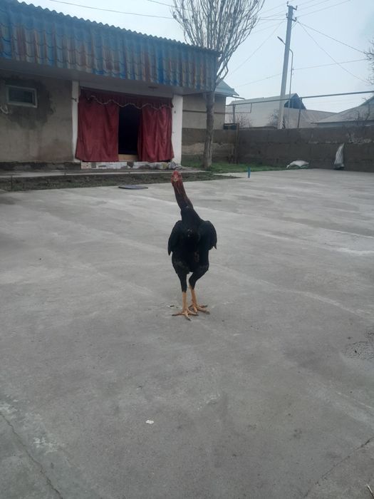 Петух хороший майский