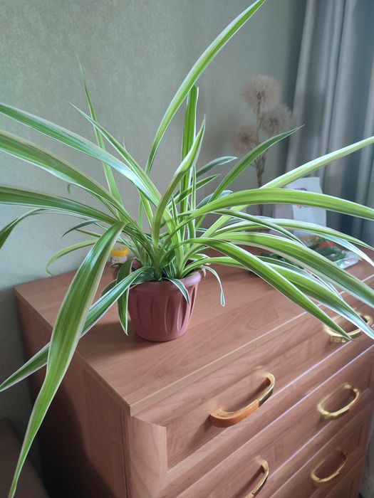 Продам молодой хлорофитум, сансивьерию