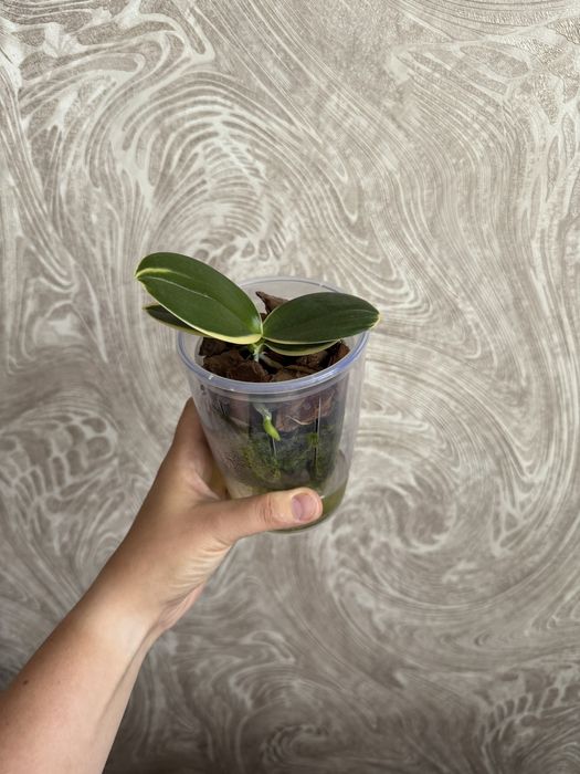 Орхидея фаленопсис