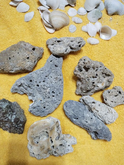 Ракушки для аквариума