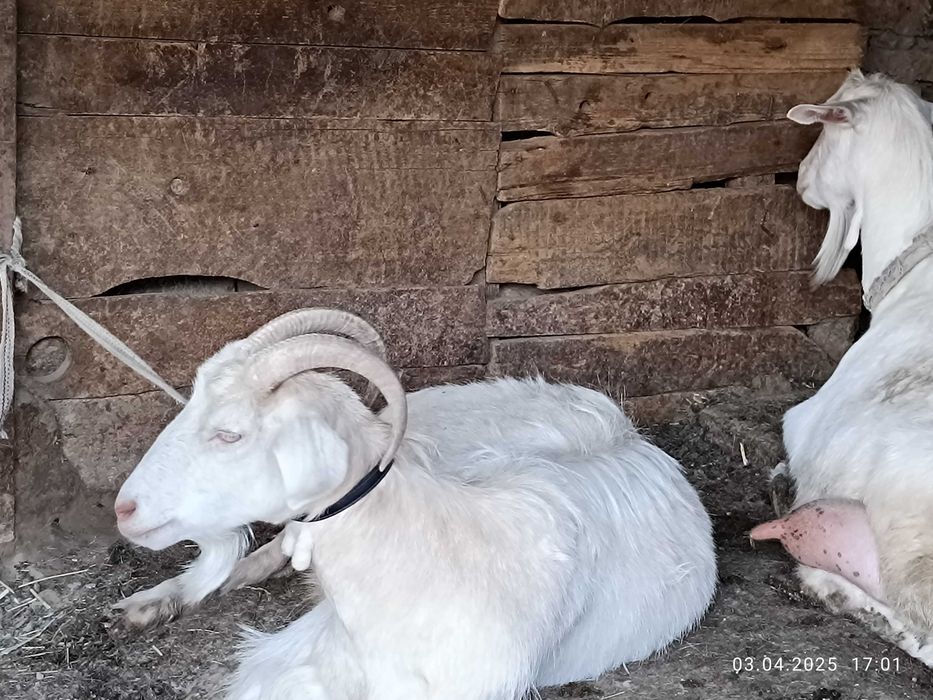 Эчки болали боласиз ва махсулотлари