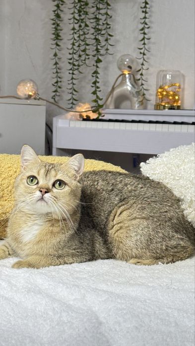 британская кошечка