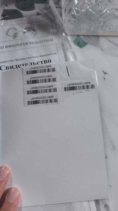 Кане-корсо, 2 года — добрая собака + 2 будки