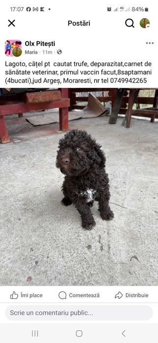 Cățeluși Lagotto