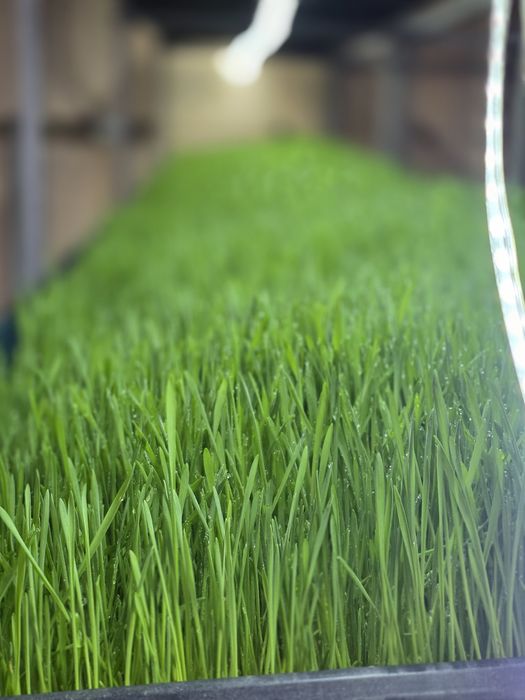 Витграсс сок из ростков пшеницы