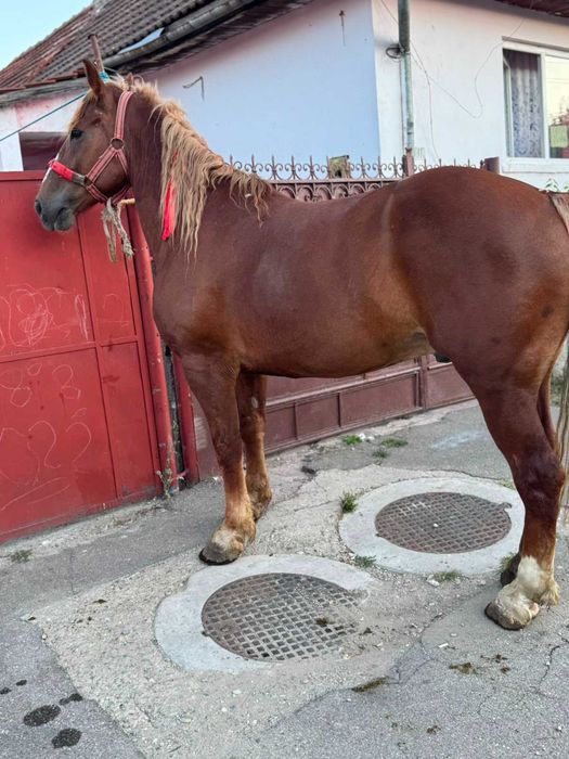 Cal de vanzare.