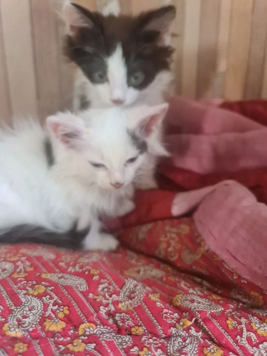 Отдам котят в хорошие руки
