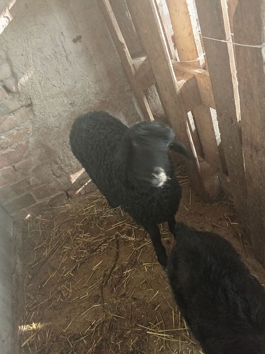 Козылы койлар козылар