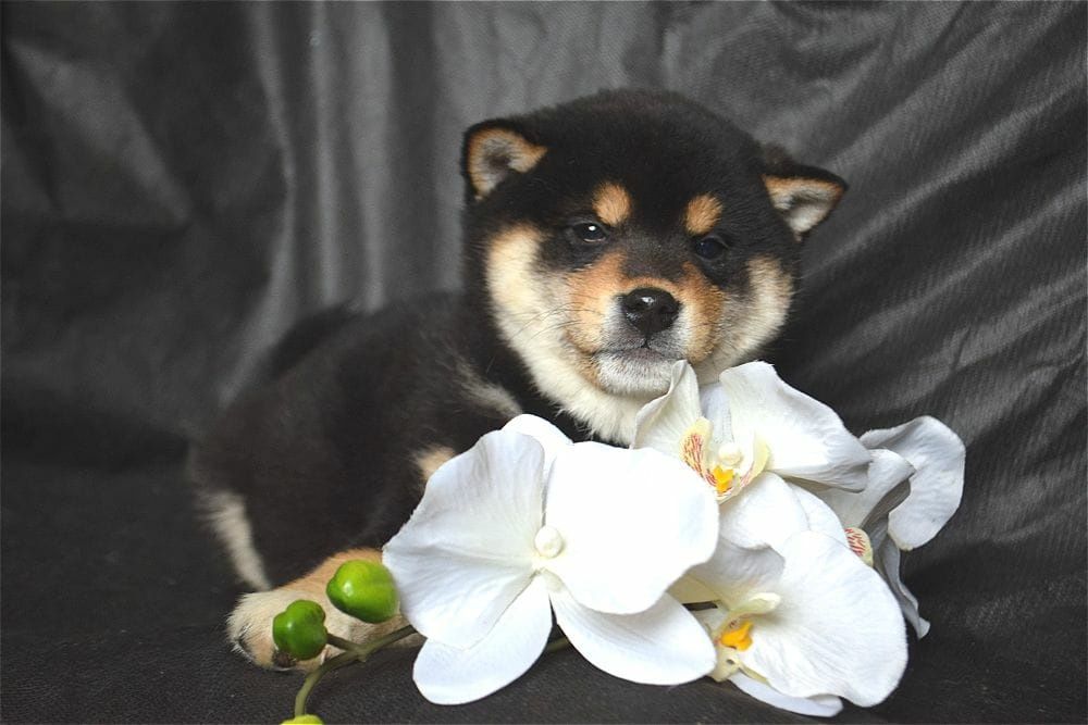 японские сибушки