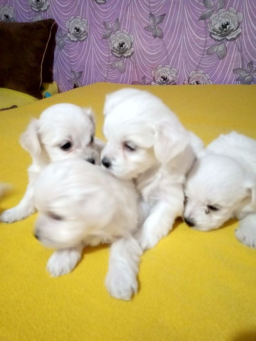 Чистокръвни мини малтийски болонки