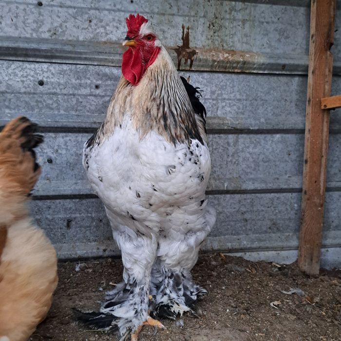 Мошный брамый палевая