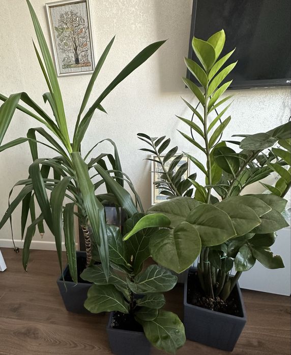 Цветы живые, раскошные