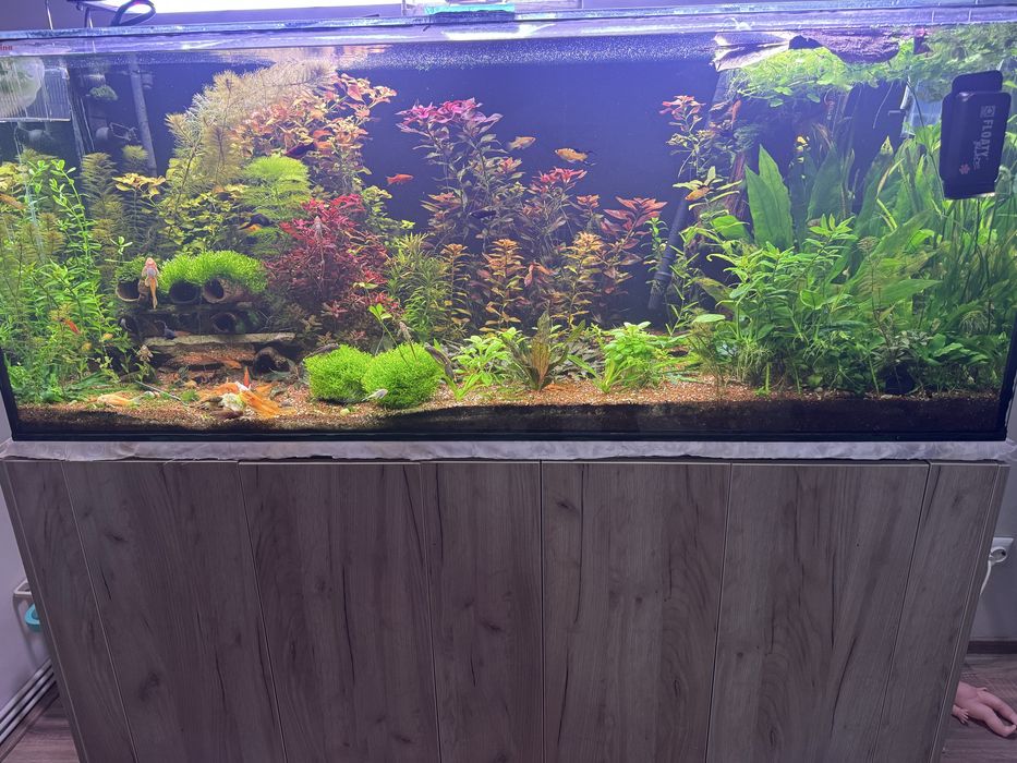 Pachete de plante disponibile