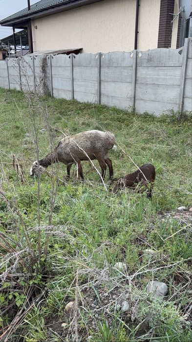 Продам овец арашан