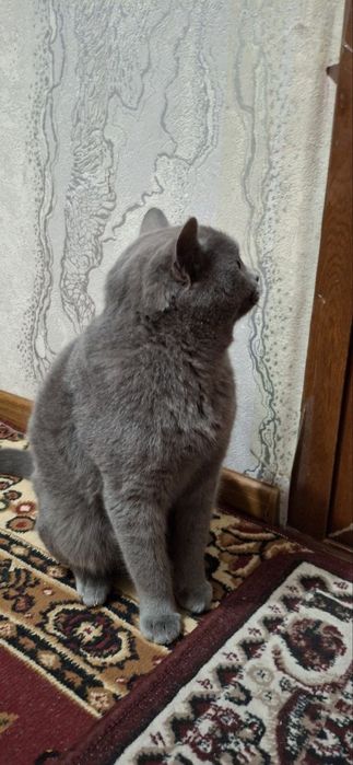 Продаю британскую кошку