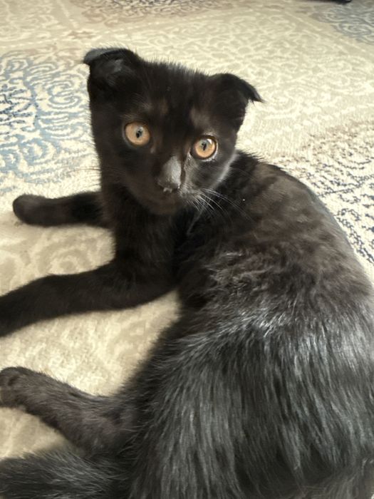 скотиш фолд кошка