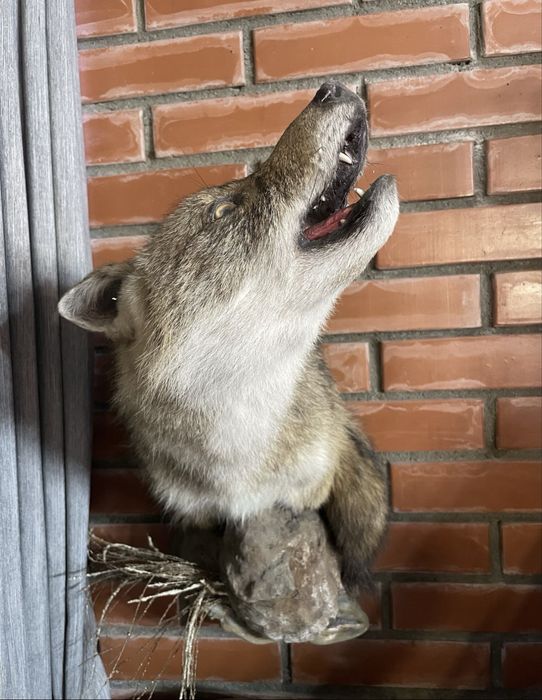 Настенный трофей