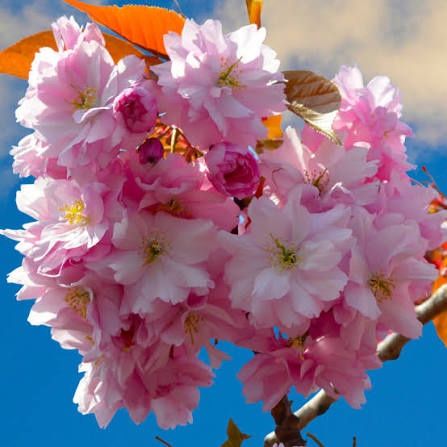 Cires Japonez Kanzan